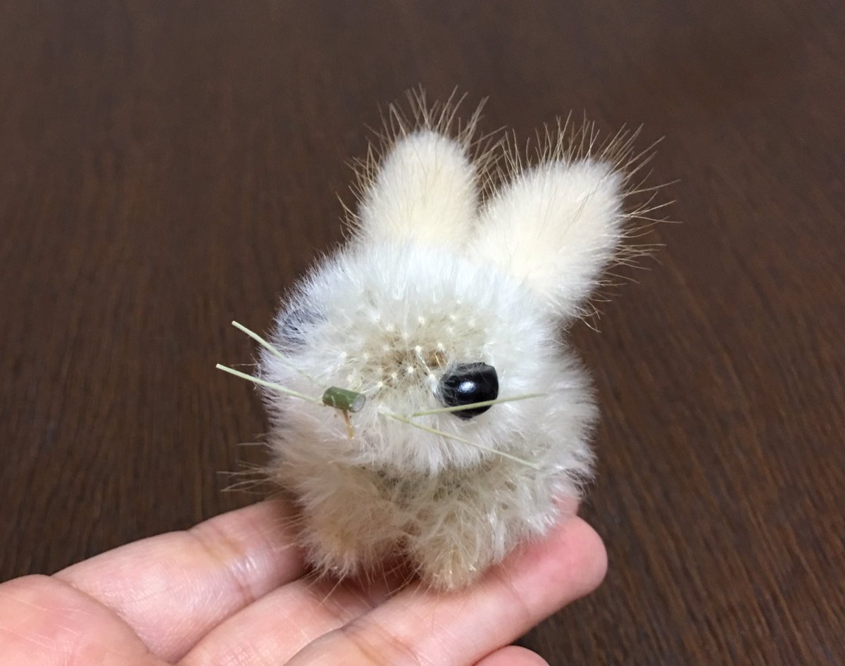 タンポポの綿毛とラグラスでウサギを作りました🐇 『ラグラス』は野うさぎの尻尾の意味だそうです