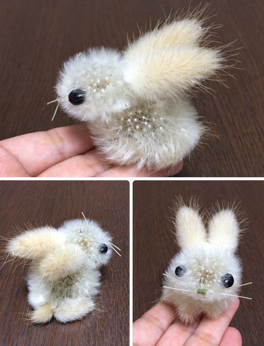 タンポポの綿毛とラグラスでウサギを作りました🐇 『ラグラス』は野うさぎの尻尾の意味だそうです