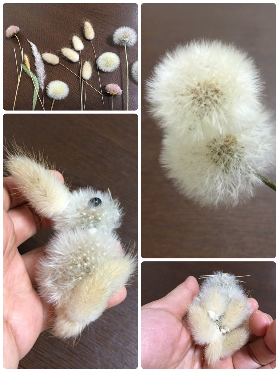 タンポポの綿毛とラグラスでウサギを作りました🐇 『ラグラス』は野うさぎの尻尾の意味だそうです