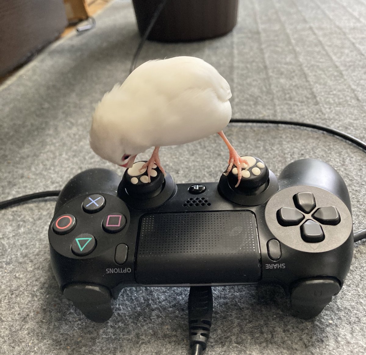 最近コントローラーのスティック部分に乗るのがブームのようです。 