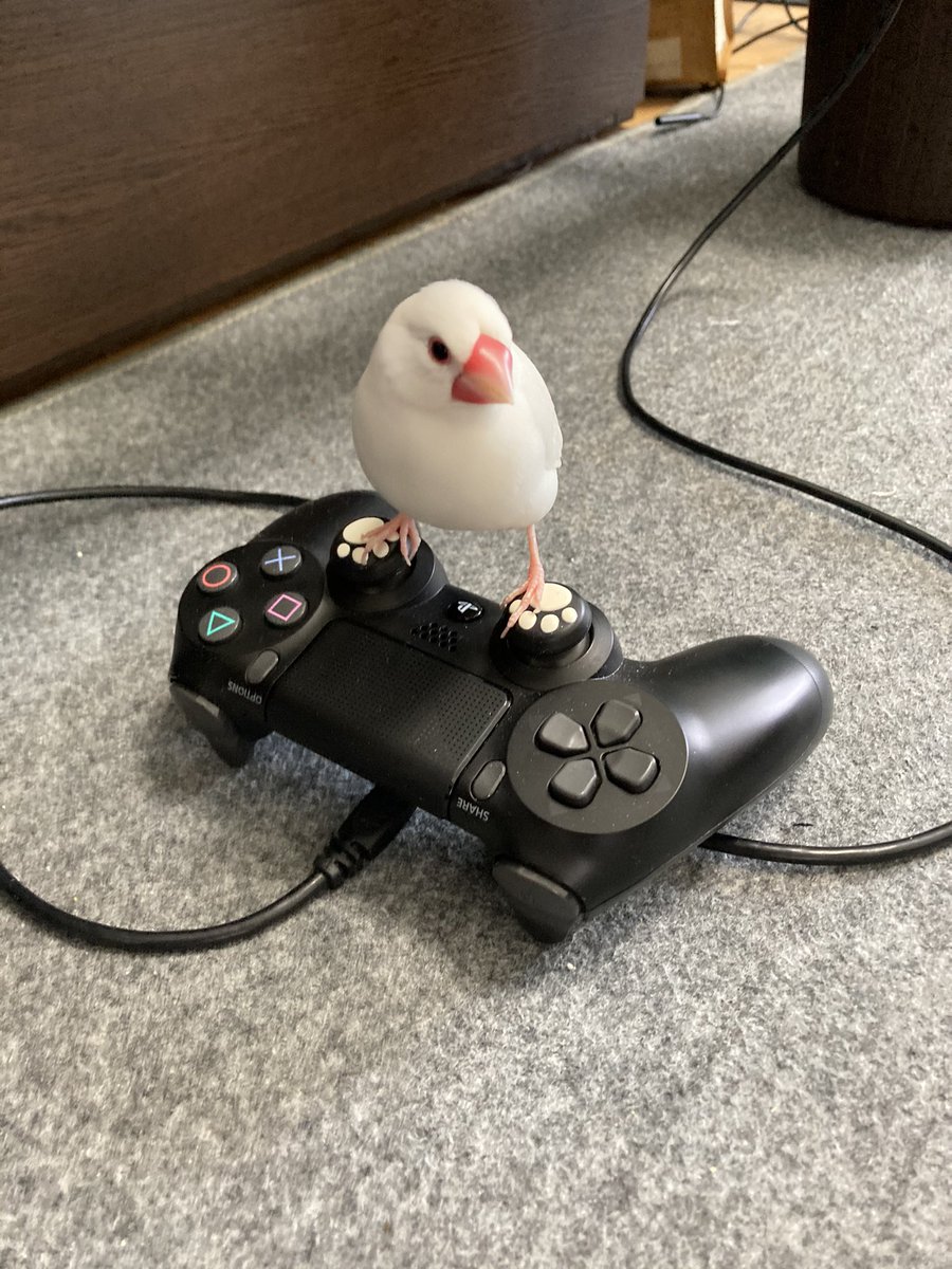 最近コントローラーのスティック部分に乗るのがブームのようです。 