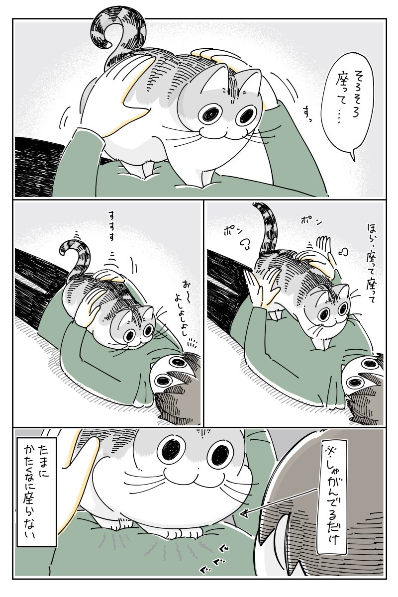 お腹の上に乗るネコ  