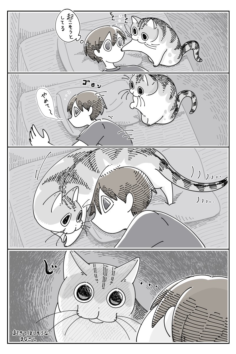 ネコが起こしに来た  