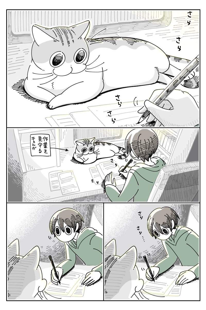 見るたび顔が違うネコ  