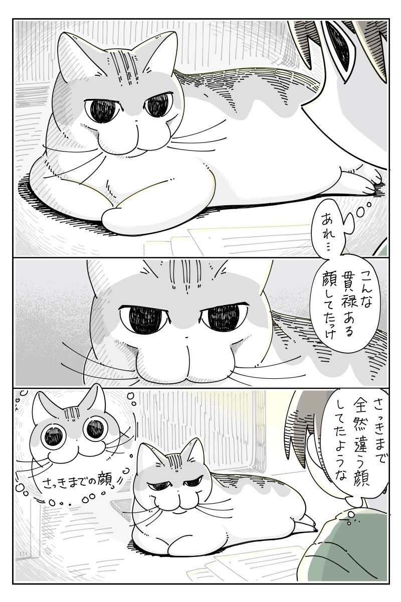 見るたび顔が違うネコ  