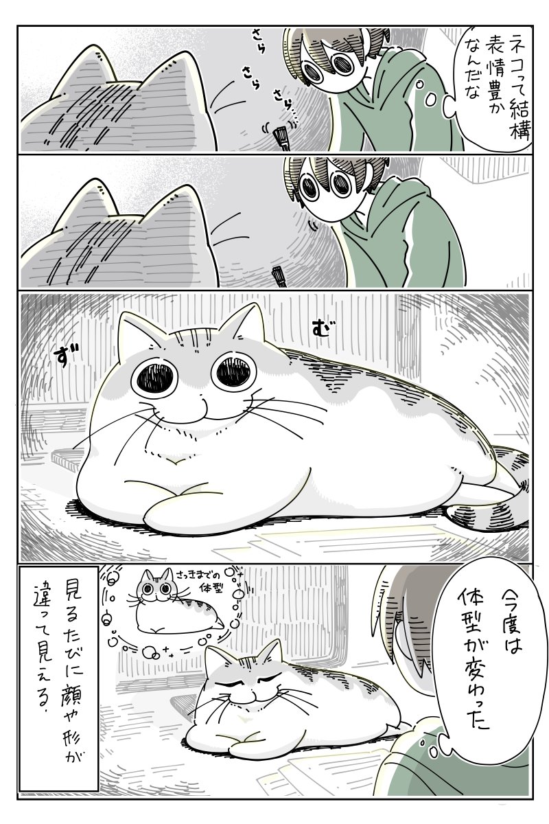 見るたび顔が違うネコ  