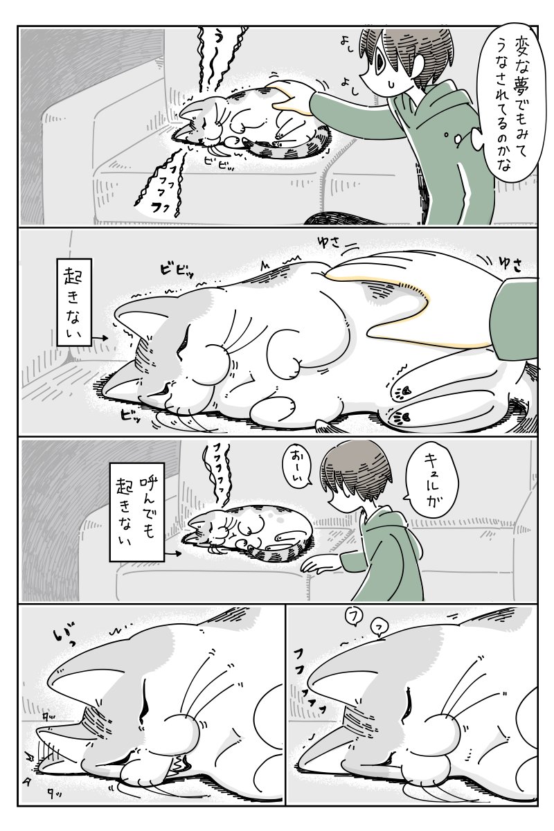 爆睡するネコ  