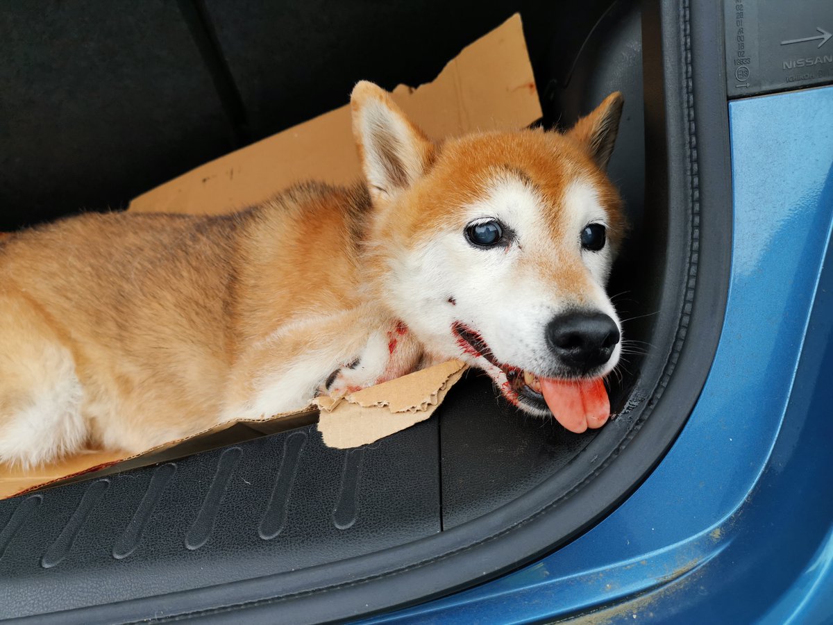 【拡散希望】7月19日18時頃、車に轢かれ血を吐いて道路に寝ていた犬を保護しました
