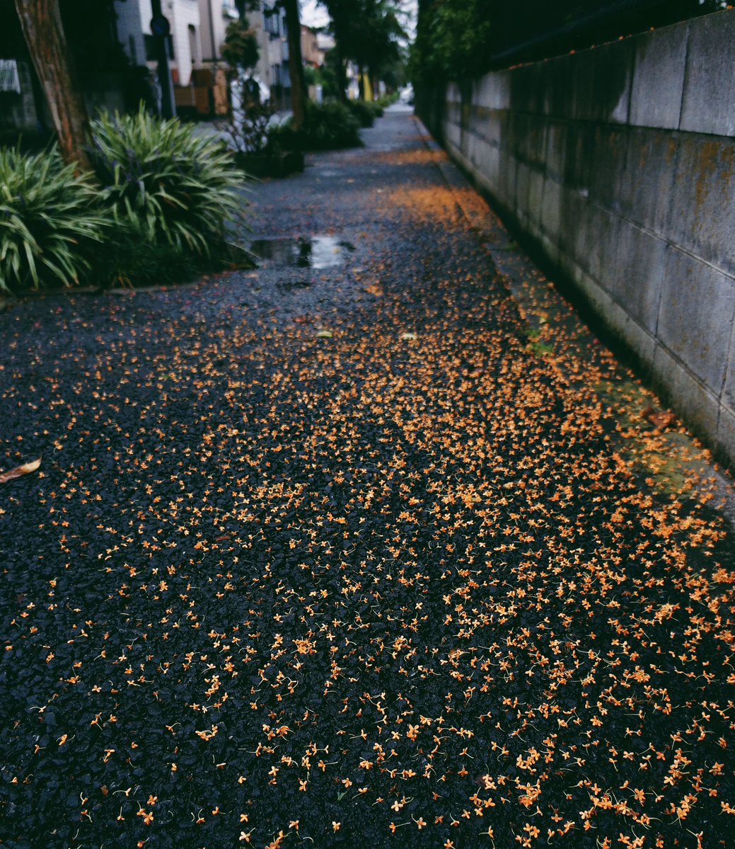 地面に散った花を見るたびに「空を見上げる気力や体力がない人たちにも季節の移ろいを教えてくれるからこそ花は美しい」という言葉を思い出す 