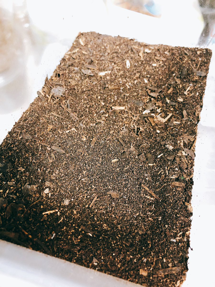 ①ワラジムシが分解する前の腐葉土 ②ワラジムシが分解した後の腐葉土