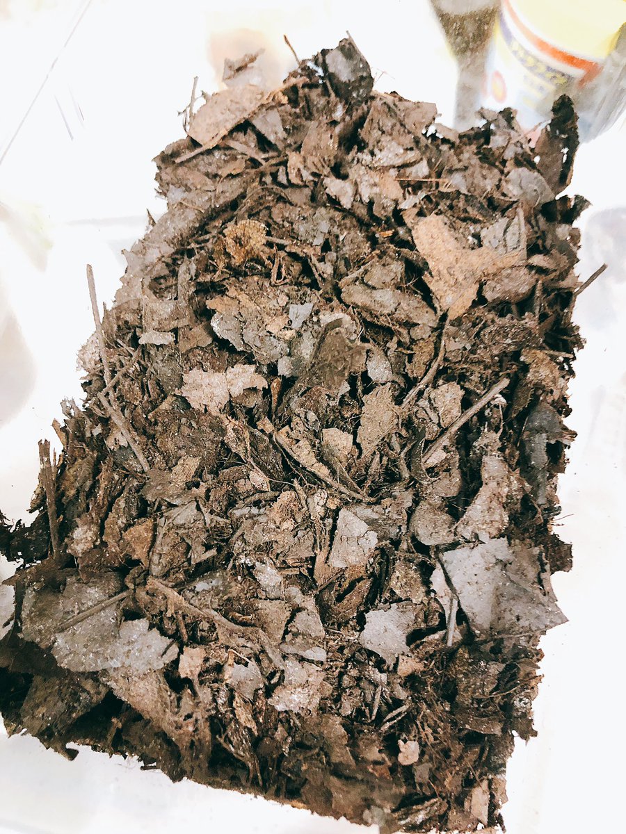 ①ワラジムシが分解する前の腐葉土 ②ワラジムシが分解した後の腐葉土 