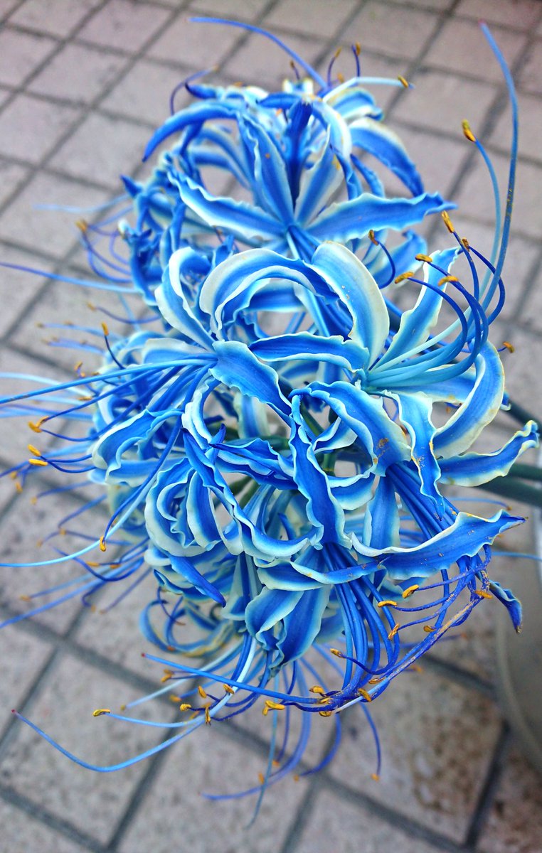 色を吸い上げて花弁や茎を染めるとのこと