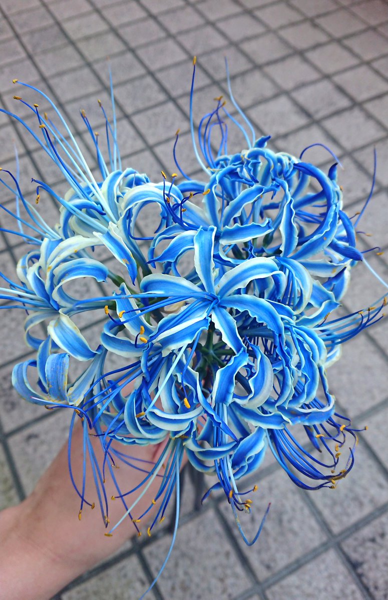 色を吸い上げて花弁や茎を染めるとのこと