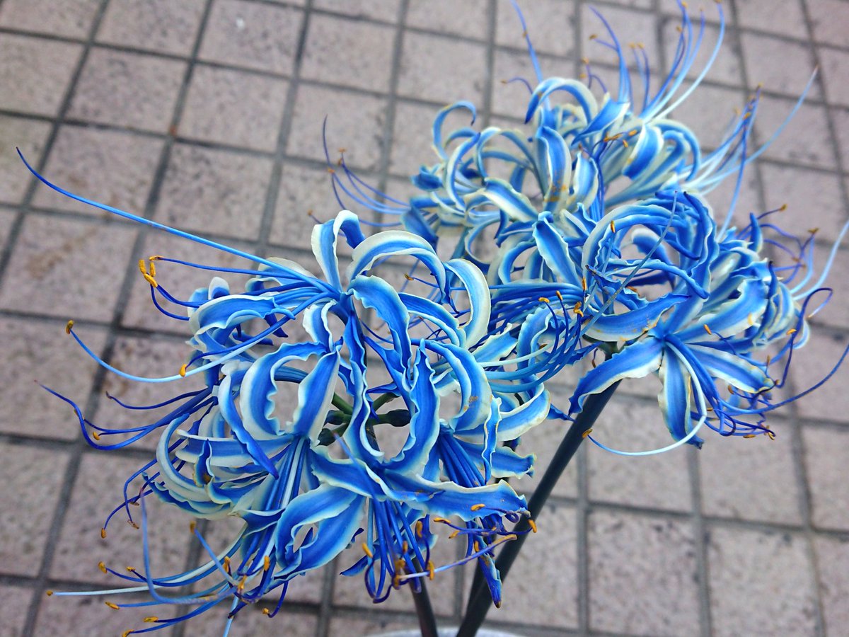 色を吸い上げて花弁や茎を染めるとのこと