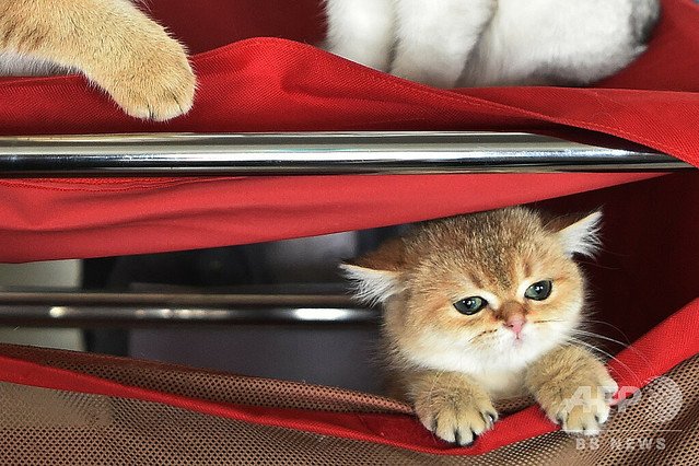 【研究結果】猫は室内で飼った方が良い 論争に決着 屋内飼育のみの猫と比較して、屋外でも飼育されている猫は、病原体や寄生虫に感染する確率が3倍近く高いことが明らかになった