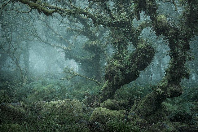 【写真に反響】まるで映画の世界のよう、イギリスに残る神秘の森   この地は古代ケルト人の司祭であるドルイドたちや、不吉な妖精「ヘルハウンド」にまつわる伝説を生み出してきた