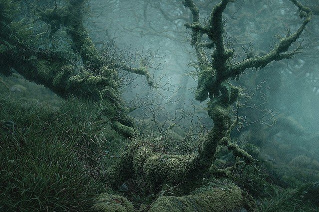 【写真に反響】まるで映画の世界のよう、イギリスに残る神秘の森   この地は古代ケルト人の司祭であるドルイドたちや、不吉な妖精「ヘルハウンド」にまつわる伝説を生み出してきた