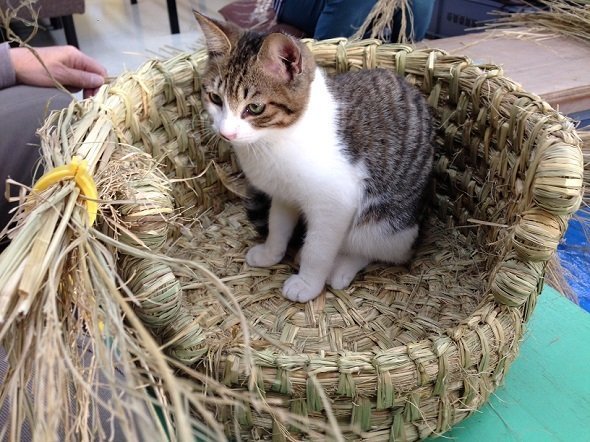 手作りの少量生産で予約待ちが出るほどの大人気だという