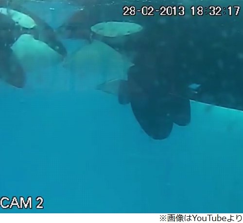 【研究結果】シャチ、喧嘩しても3分以内に仲直りすることが判明 シャチは非常に静かな社会生活を送っており、対立しても相手のシャチの舌を優しく甘噛みすることで仲直りするという