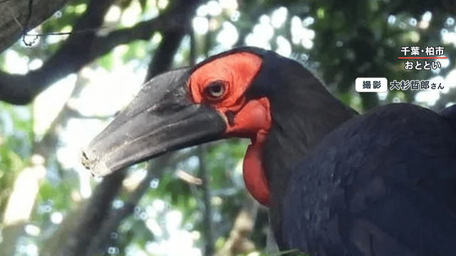 飼われていた個体の可能性があり、無責任な飼育に注意が呼びかけられている