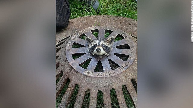 【すっぽり】アライグマの赤ちゃん、マンホール穴に首はまる 米   米ミシガン州でアライグマの赤ちゃんがマンホールのふたの穴に首を突っ込んで外れなくなり、消防隊が出動して救助した