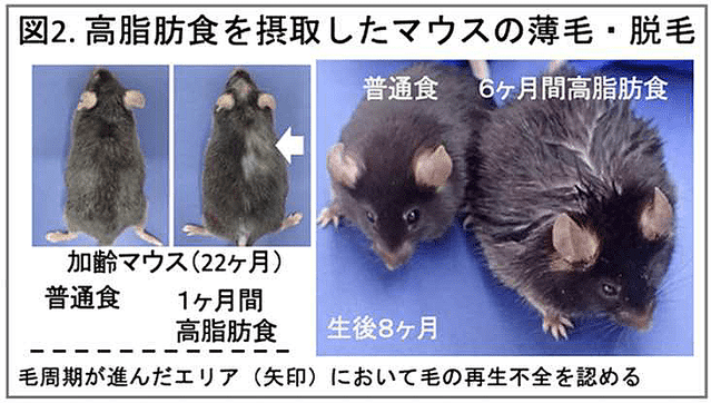 研究で解明   東大などの研究チームがマウスの実験で薄毛・脱毛を促進するメカニズムを解明したと発表