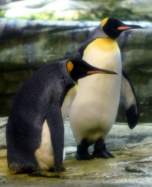 【オス同士】ペンギンの同性カップル、メスが放棄した卵を温める ドイツ 2羽はこれまでも、石や魚を“抱卵”して子育ての本能を示していた