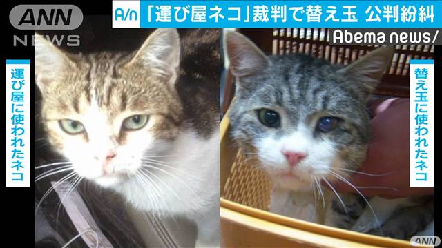 検察側が別の猫を証拠として提出し、公判は紛糾した