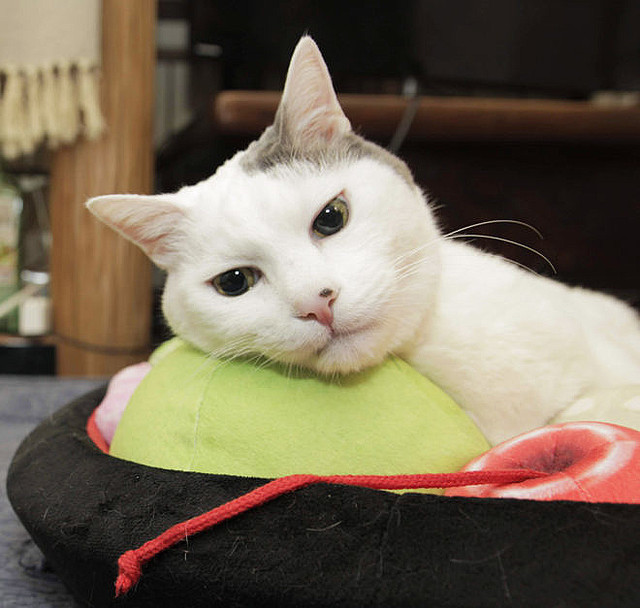 「あんみつにゃんこクッション」登場 猫がくつろぐと、トッピングように見えるクッション