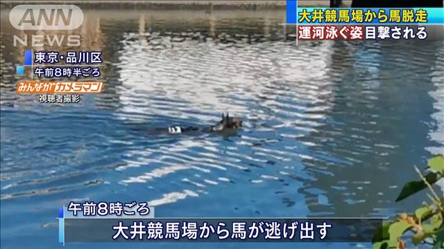 大井競馬場では先月25日にも馬が逃げ出している