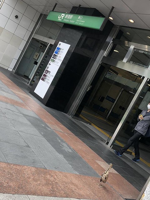 専門家は「渡りの途中などにトラブルにあったことが考えられる」と推測した