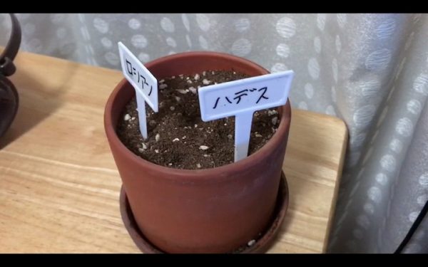 殿堂入りを目指すが、初回から2匹が植木鉢送りとなった