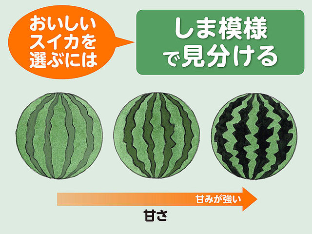 おいしいスイカの選び方 しま模様の色が濃く、地の緑との境がはっきりしていたり、イナズマのようにうねっているものは甘くておいしいスイカだという