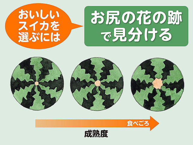おいしいスイカの選び方 しま模様の色が濃く、地の緑との境がはっきりしていたり、イナズマのようにうねっているものは甘くておいしいスイカだという
