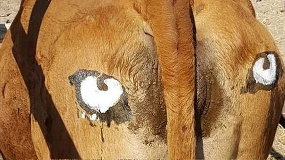 【家畜保護へ】「牛のおしりに『目』を描くとライオンに食べられなくなる」実験結果が発表 「目のマーク」「十字のマーク」「マークなし」に分け放牧