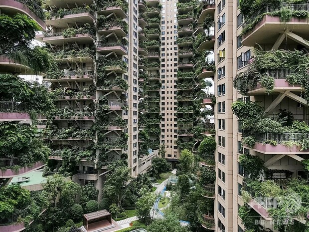 放置されたベランダが植物に覆われてしまっている