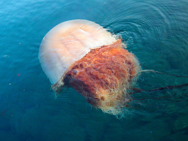 エチゼンクラゲは95年以降、日本近海で大量発生を繰り返している