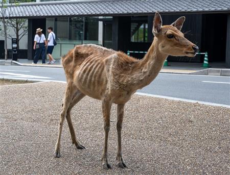 【コロナ禍】「鹿せんべい依存症」のシカ、観光客減でやせ細る 奈良 専門家は「人から餌をもらって食べるのが当たり前になって、環境の変化に適応できないのかもしれない」と推測している