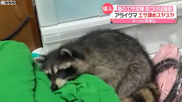 遭遇した女性には「めっちゃくつろいでるやん」とツッコまれていた