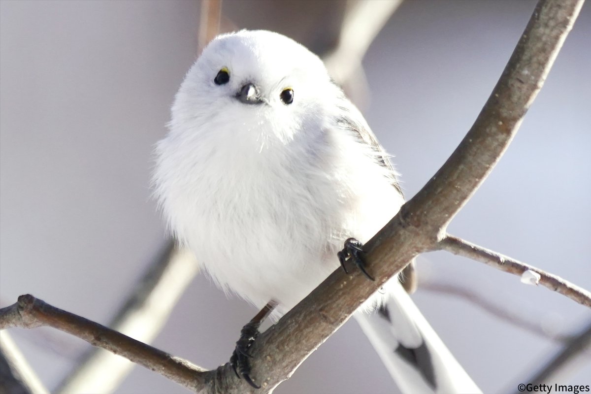 1月20日は「シマエナガの日」  「雪の妖精」とも呼ばれる、ふわふわの白い野鳥