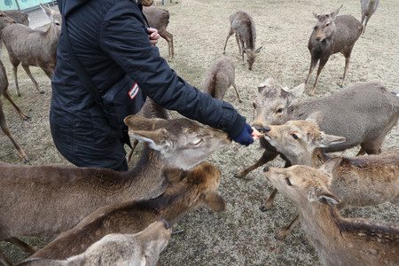シカの主食は草や枯れ葉などで、本来餌は与えないという