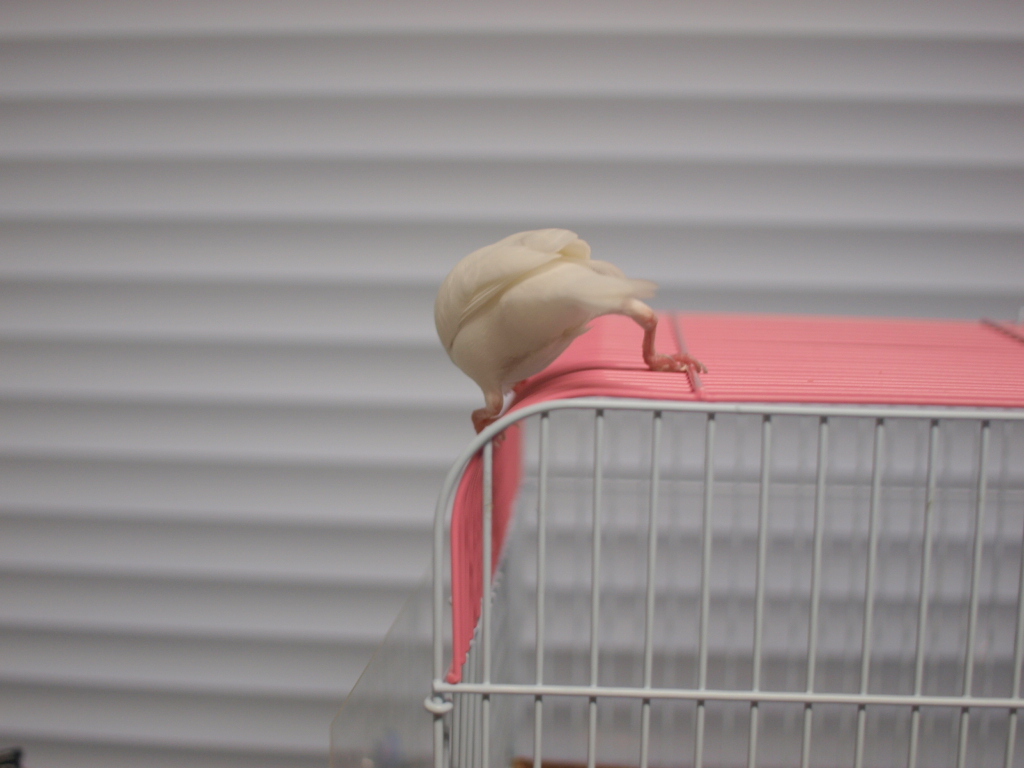 これは大変めずらしい「文鳥のガニ股」写真です。 