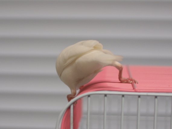 これは大変めずらしい「文鳥のガニ股」写真です。 