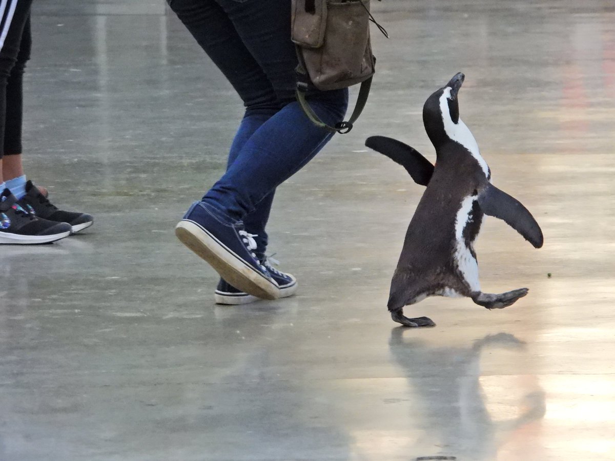 ケープペンギンはね、とっても可愛いのよ 