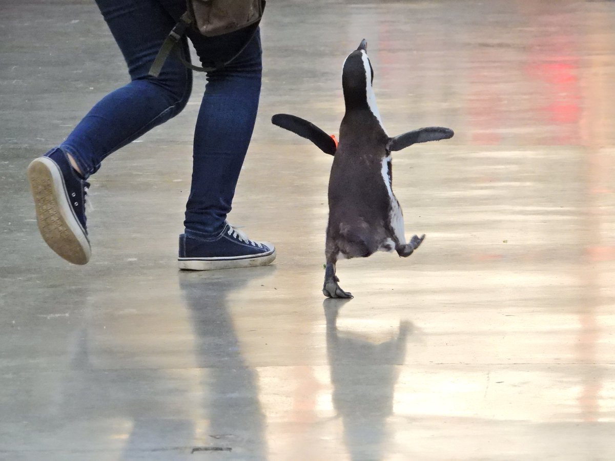 ケープペンギンはね、とっても可愛いのよ 