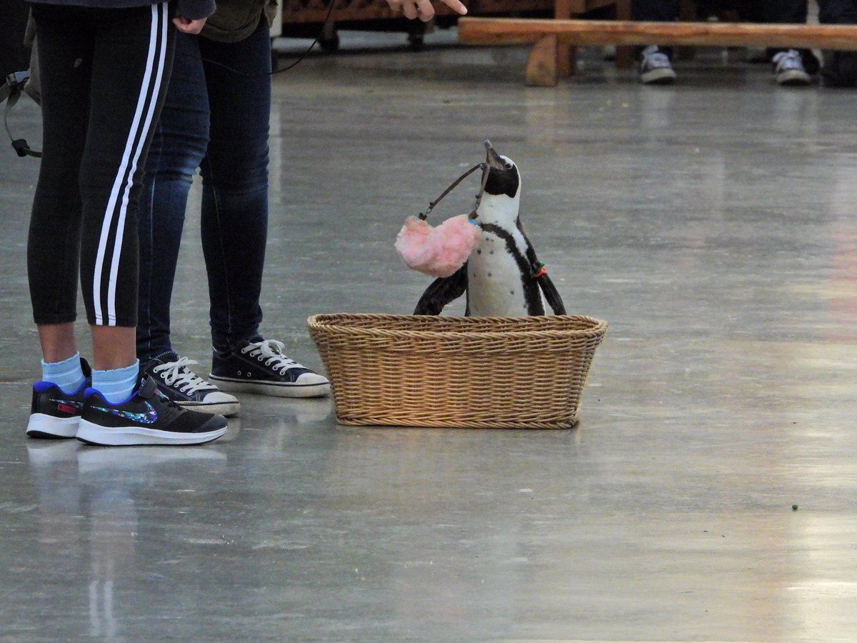 ケープペンギンはね、とっても可愛いのよ 