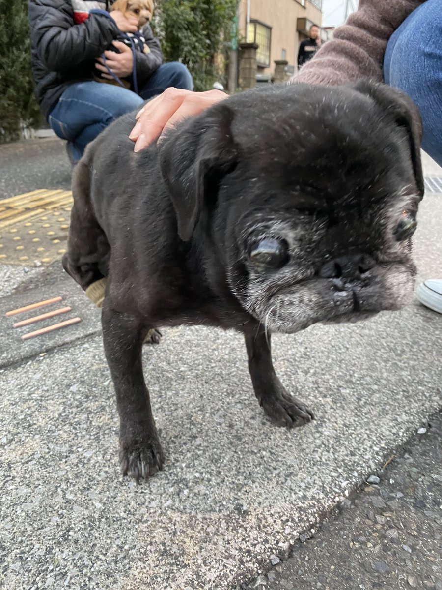   #迷子犬  #迷子犬情報 