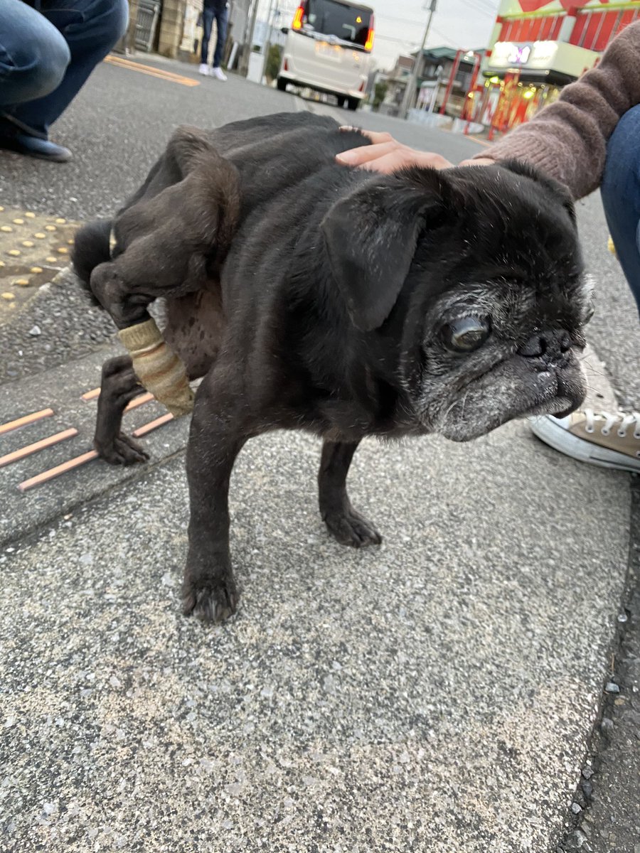   #迷子犬  #迷子犬情報 