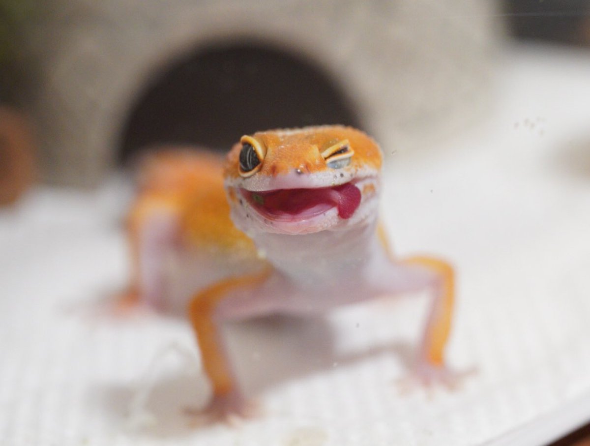 いまだかつてこんなかわいいてへぺろがあっただろうか... #ヒョウモントカゲモドキ  #レオパードゲッコー 