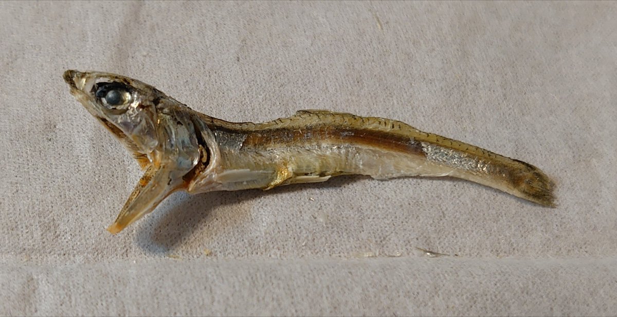 小魚を食べてましたが、この一匹だけは恐くて食べれませんでした😰 